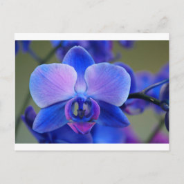 Postal Orquídea azul y rosa