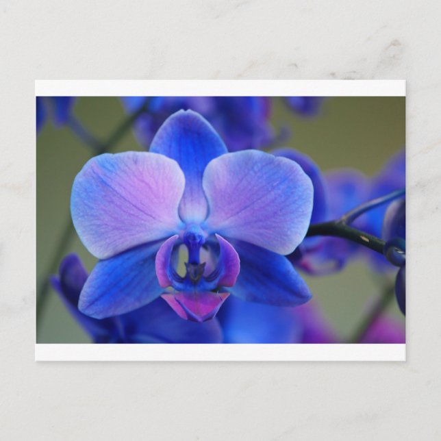 Postal Orquídea azul y rosa (Anverso)