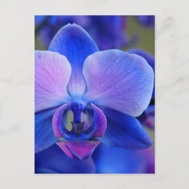Postal Orquídea azul y rosa (Anverso)