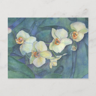 Postal Orquídea blanca