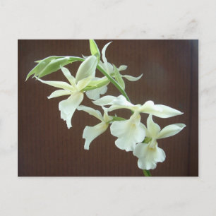 Postal Orquídea Blanca