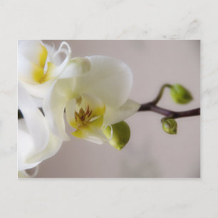 Postal Orquídea Blanca