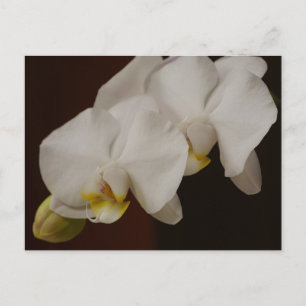 Postal Orquídea Blanca