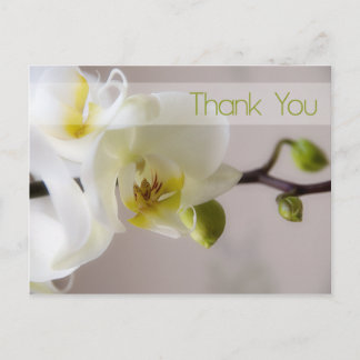 Postal Orquídea Blanca Gracias Postcard