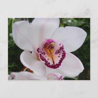 Postal Orquídea Blanca I Hermosa Flor Tropical