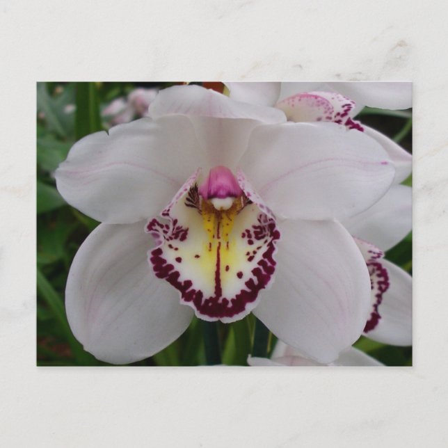 Postal Orquídea Blanca II Elegante Floral (Anverso)