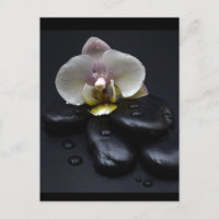 Orquídea Blanca Sobre Piedras Negras