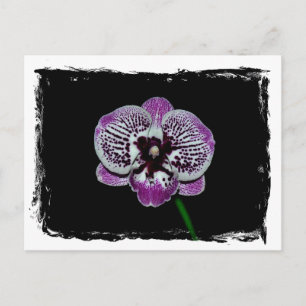 Postal Orquídea blanca y púrpura