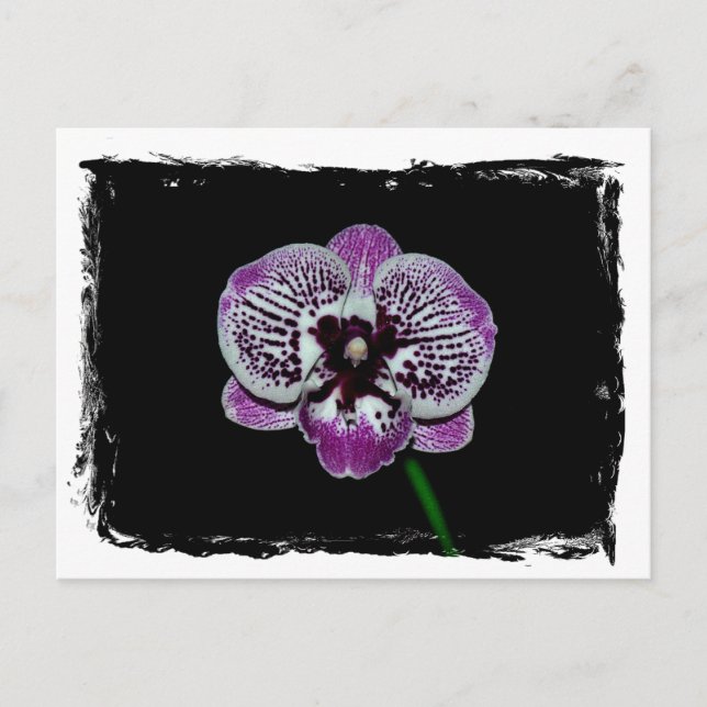 Postal Orquídea blanca y púrpura (Anverso)