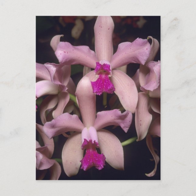 Postal Orquídea (Cattleya amethystoglossa), oriental (Anverso)