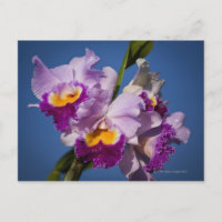 Orquídea De Cattleya Híbrida Con Océano Pacífico