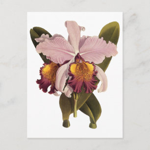Postal Orquídea de Cattleya púrpura de época, flores trop