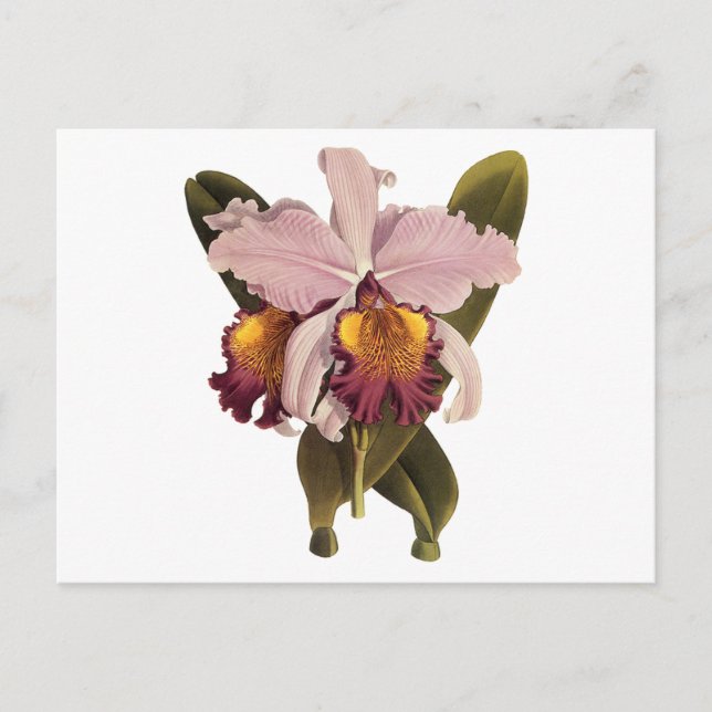 Postal Orquídea de Cattleya púrpura de época, flores trop (Anverso)