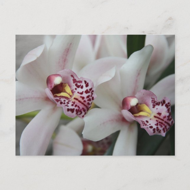 Postal Orquídea de Cymbidium (Anverso)