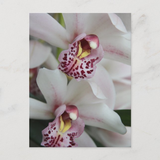 Postal Orquídea de Cymbidium (Anverso)