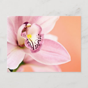 Postal Orquídea de Cymbidium