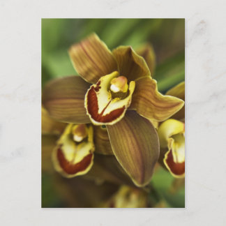 Postal Orquídea de Cymbidium
