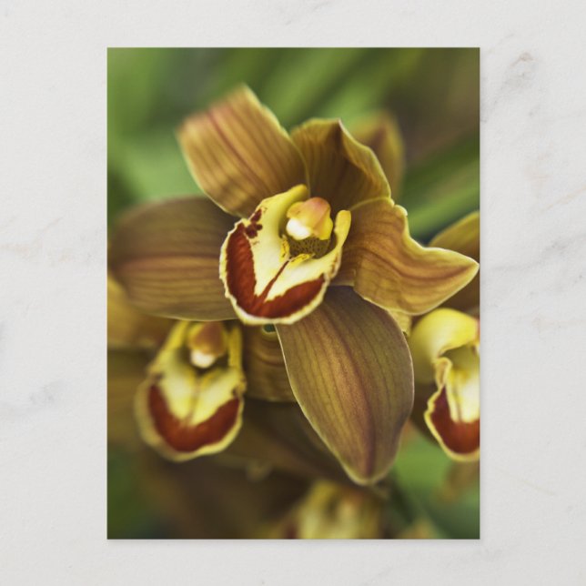 Postal Orquídea de Cymbidium (Anverso)