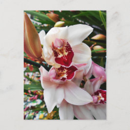 Postal Orquídea de falaenopsis blanca y rosa