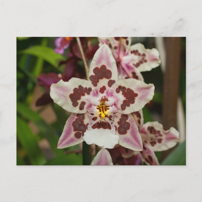 Postal Orquídea de falaenopsis múltiple asombrosa (Anverso)