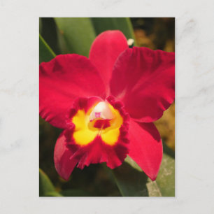 Postal Orquídea de Fuego