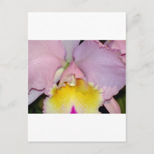 Postal Orquídea de primavera