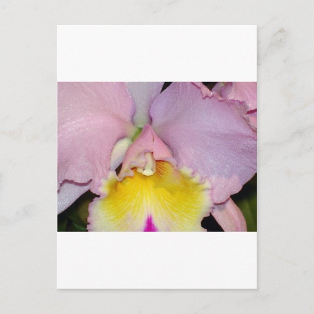Postal Orquídea de primavera (Anverso)