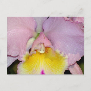 Postal Orquídea de primavera