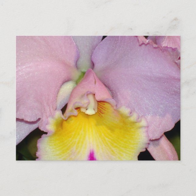 Postal Orquídea de primavera (Anverso)