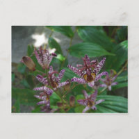 Orquídea de rayas blancas púrpura como lilo floral