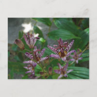 Orquídea de rayas blancas púrpura como lilo floral