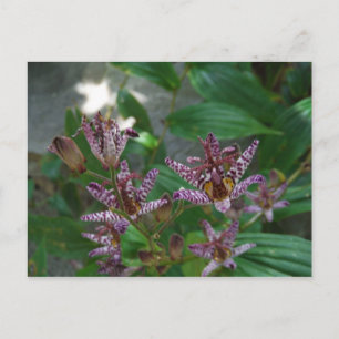 Postal Orquídea de rayas blancas púrpura como lilo floral