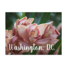 Orquídea de té con leche Washington, D.C