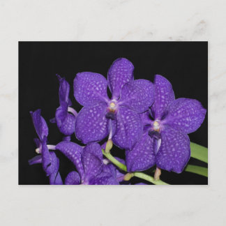 Postal Orquídea de vanda púrpura