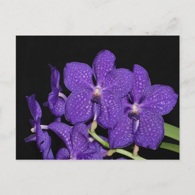Postal Orquídea de vanda púrpura (Anverso)