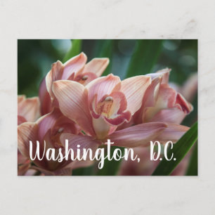 Postal Orquídea del té de la leche Washington, D.C.