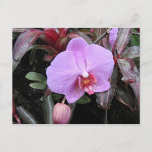 Postal Orquídea en el Jardín