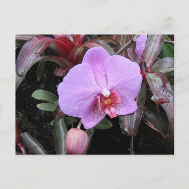 Postal Orquídea en el Jardín (Anverso)