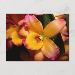Postal orquídea exótica