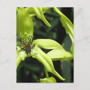 Postal orquídea exótica