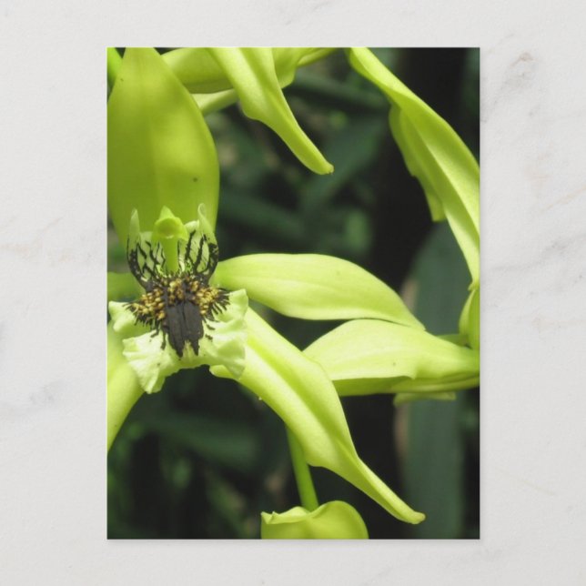 Postal orquídea exótica (Anverso)