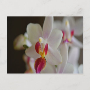 Postal Orquídea Falaenopsis