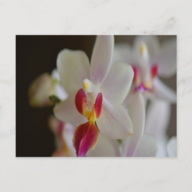 Postal Orquídea Falaenopsis (Anverso)