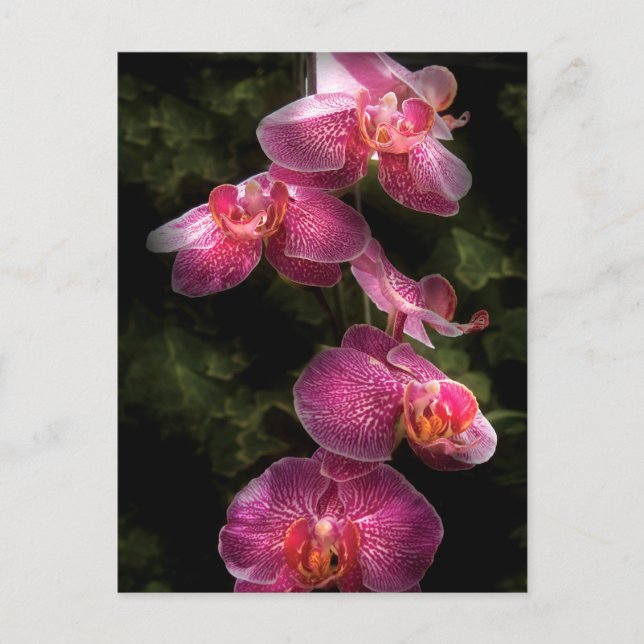 Postal Orquídea - Falaenopsis - El Clúster (Anverso)