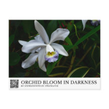 Orquídea florece en la oscuridad