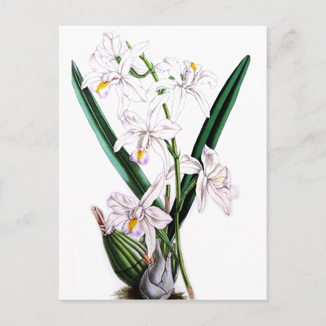 Postal Orquídea Laelia Albida, var Rosea (Anverso)