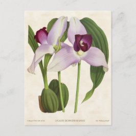 Postal Orquídea Liriosma Púrpura Botánica Vintage