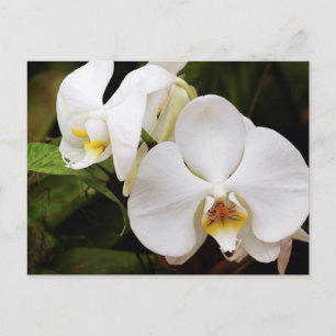 Postal Orquídea Luna Blanca (Phalaenopsis Aphrodite)