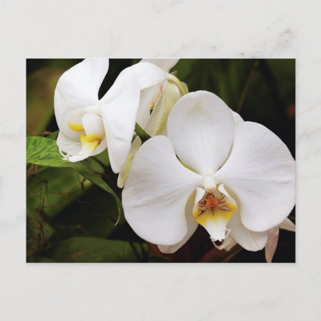 Postal Orquídea Luna Blanca (Phalaenopsis Aphrodite) (Anverso)