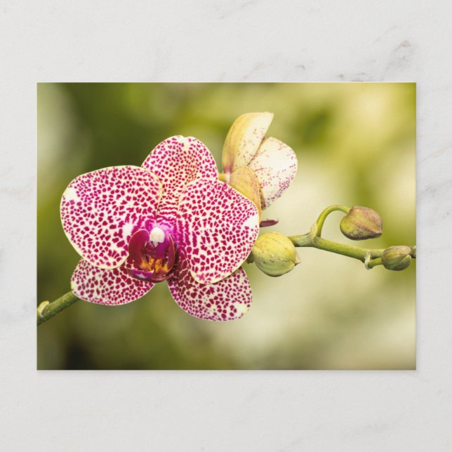 Postal Orquídea manchada de rosa (Anverso)